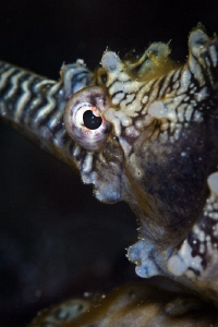 Seahorse at Robbs Jetty.  Canon 20D 100mm macro 500D diop... by Mick Tait 